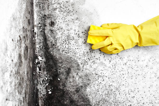 Best Mold Damage Repair  in Oakbrook Terrace, IL