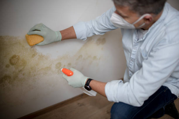 Best Mold Cleaning Services  in Oakbrook Terrace, IL