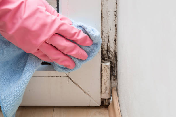 Best Commercial Mold Removal  in Oakbrook Terrace, IL
